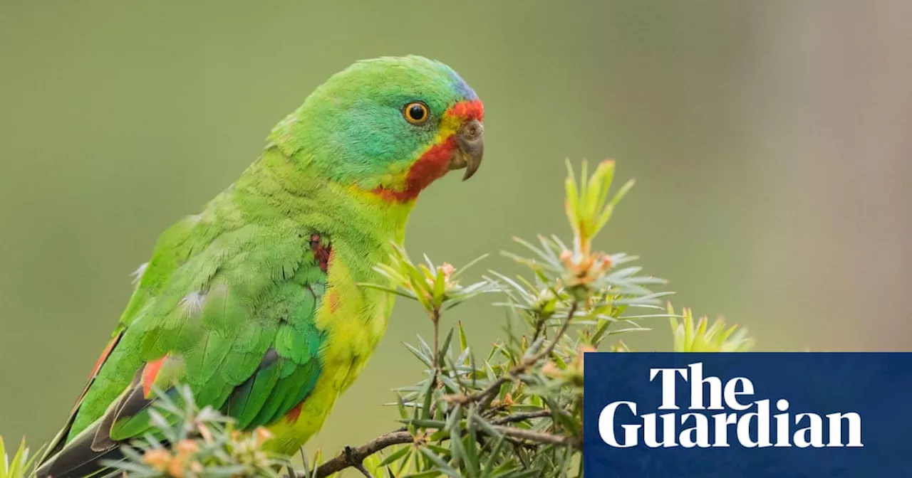 Swift parrot named 2023 Australian bird of the year winner