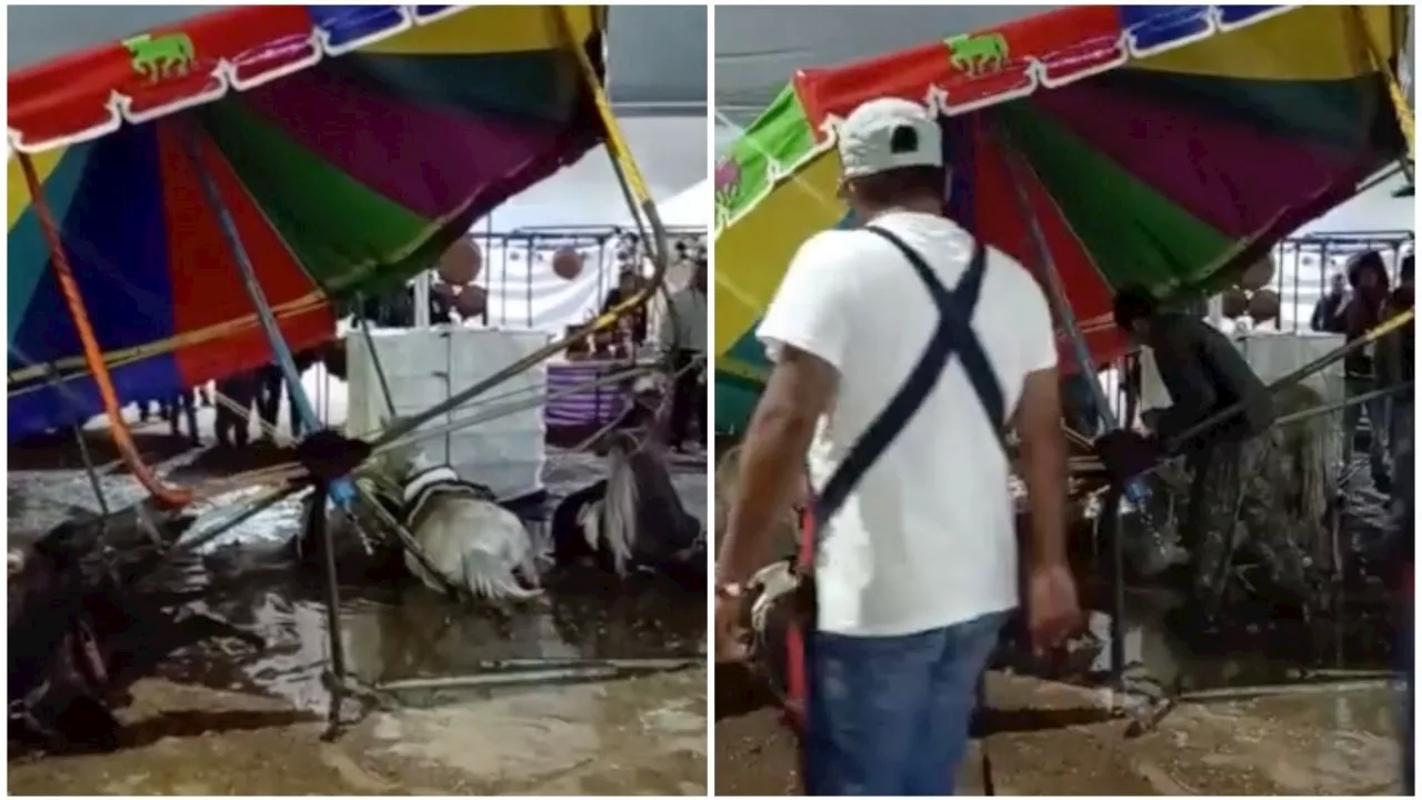 VIDEO: pony fallece electrocutado en feria patronal, piden que dejen de existir este tipo de carruseles