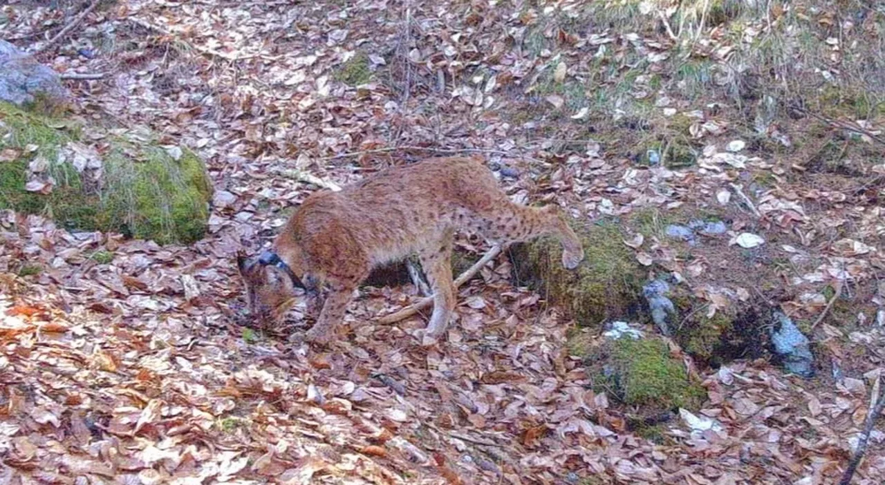 Lince Sofia uccisa a colpi di fucile. Gli studiosi: «Ammazzata da un bracconiere»