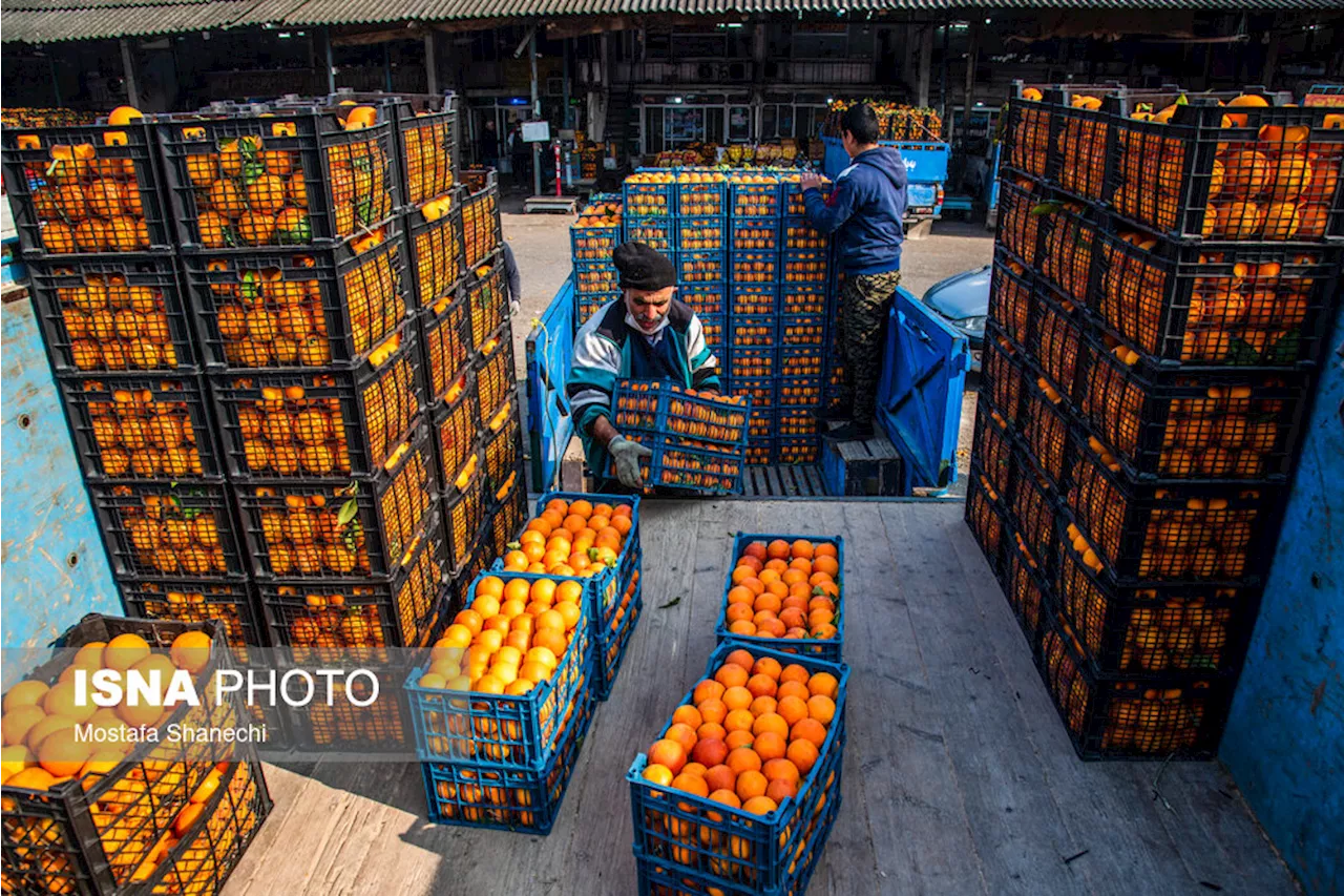 برداشت ۱۵۵۰۰۰ تُن مرکبات از باغات گلستان