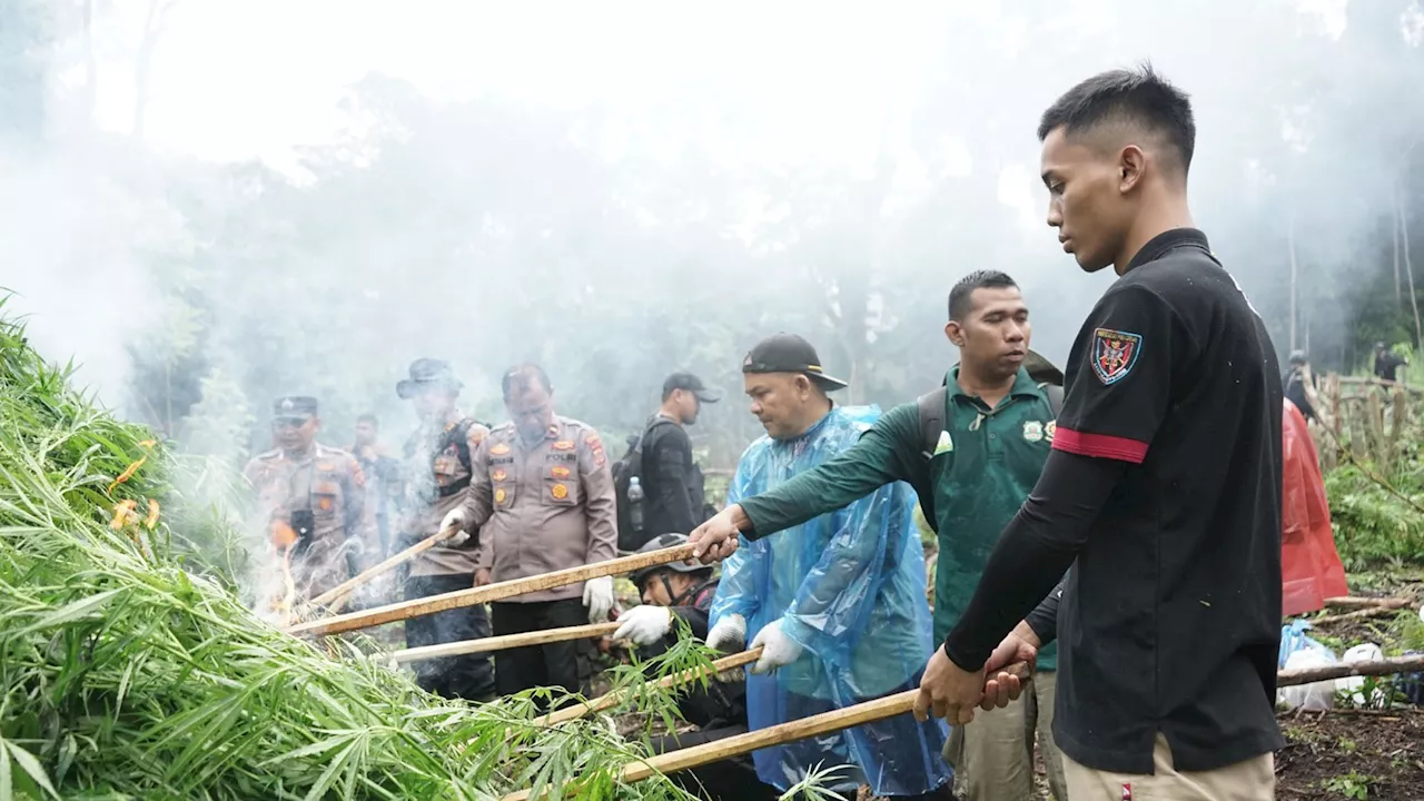 Hasil Sinergi dengan APH, Bea Cukai Musnahkan 1 Hektare Ladang Ganja di Aceh Besar