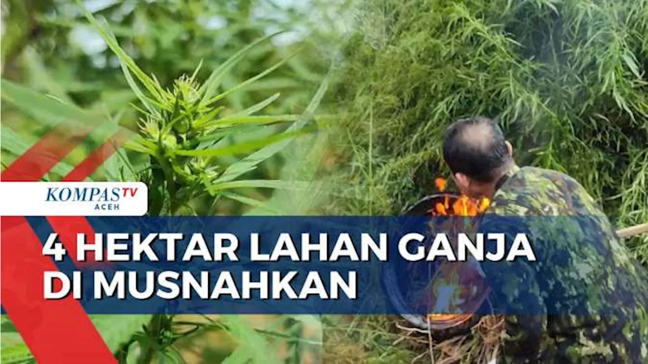 BNN Musnahkan 4 Hektar Tanaman Ganja