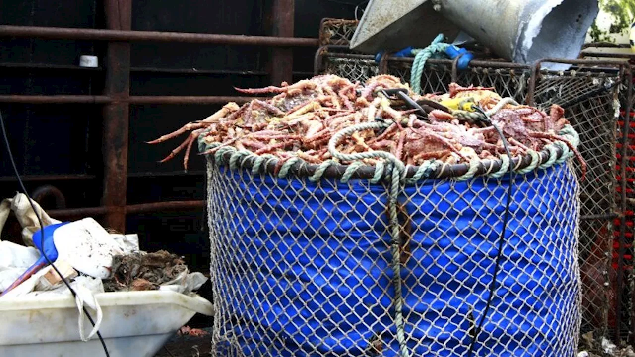 Lucrative Bristol Bay red king crab fishery to reopen after 2-year closure