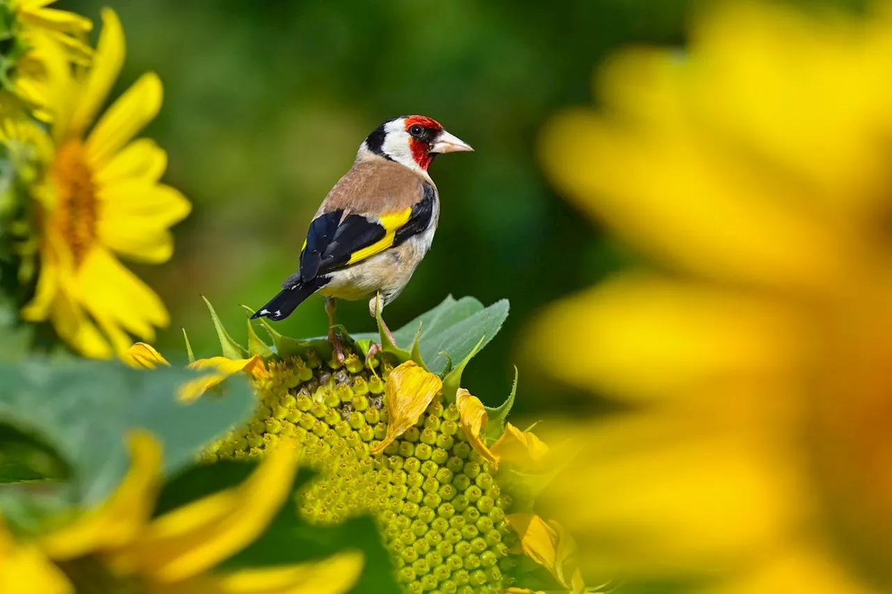 Biodiversité : pourquoi le chardonneret élégant est-il chassé ?