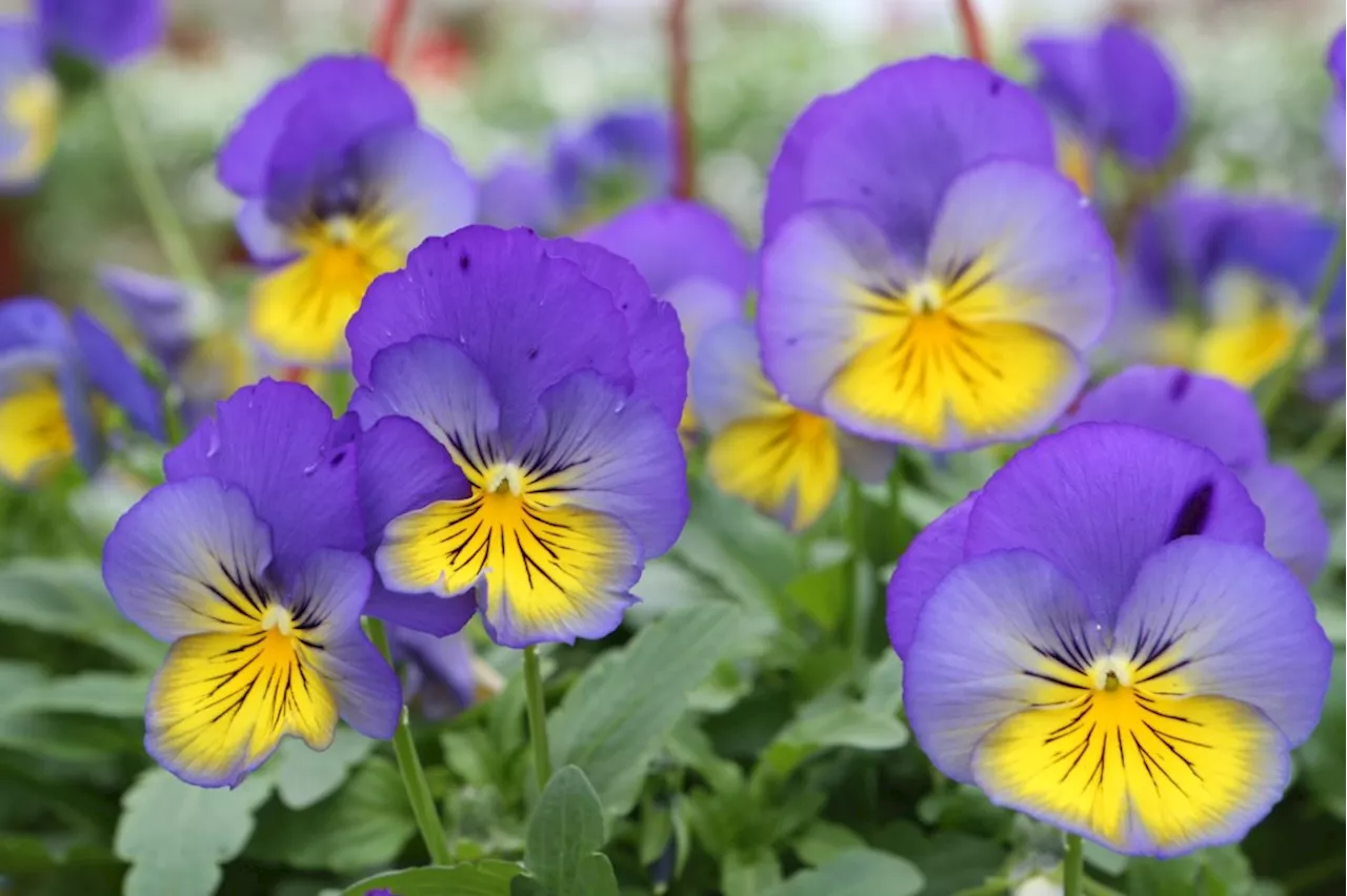 Why these plants might be the toughest perennials of all