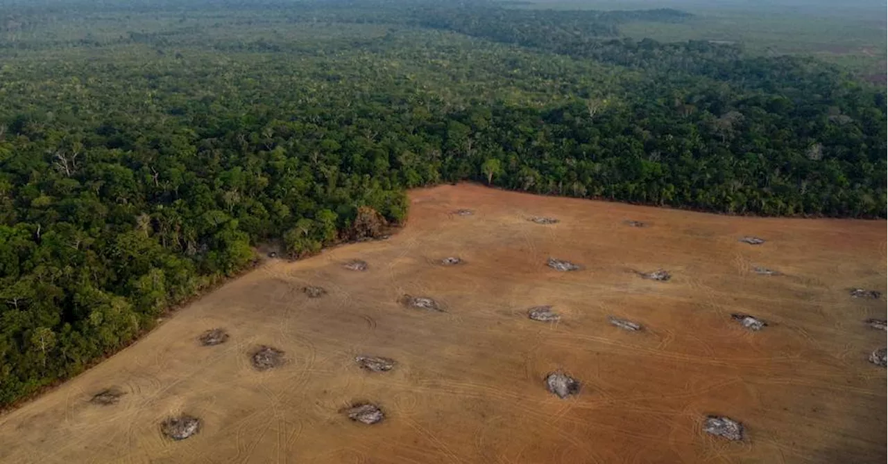 Br\u00e9sil : la d\u00e9forestation a diminu\u00e9 en Amazonie, mais pas dans la r\u00e9gion du Cerrado