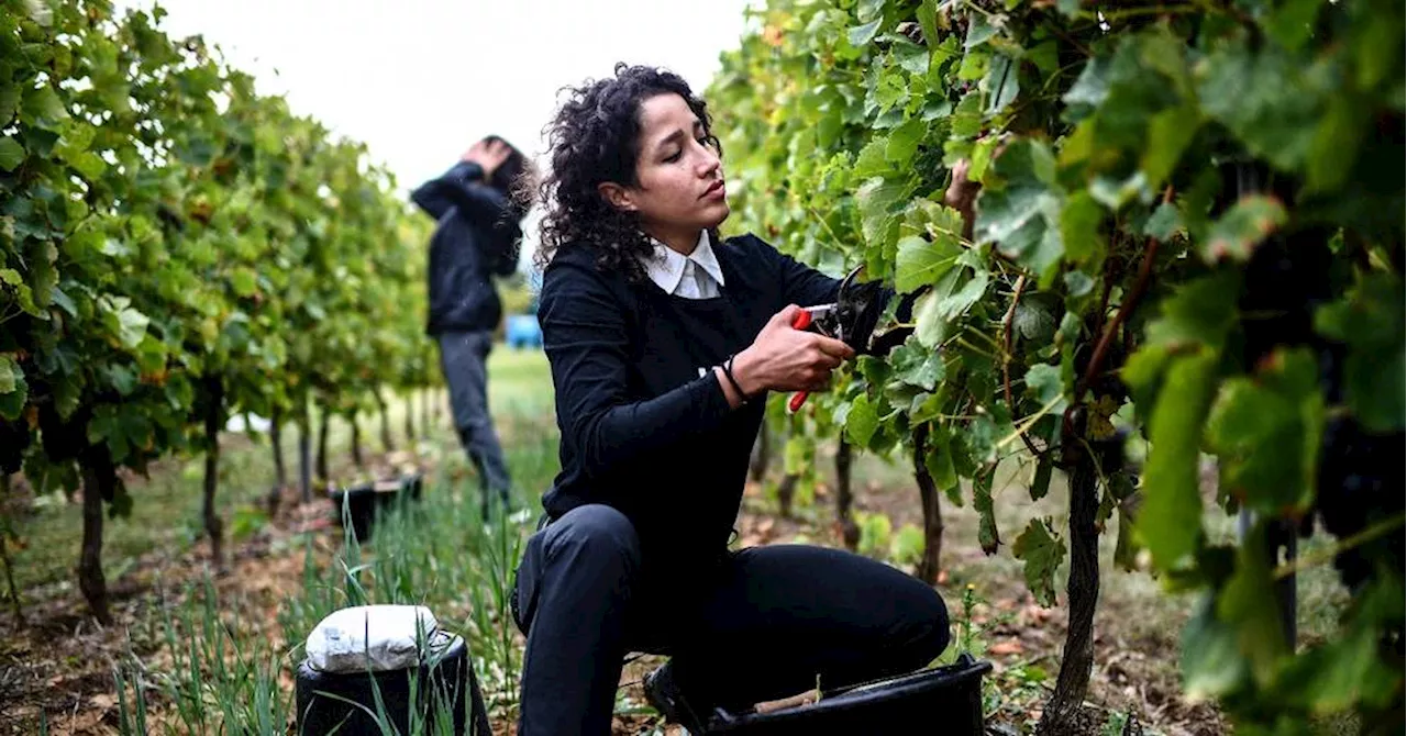 En Dordogne, le pied-de-nez au r\u00e9gime de jeunes vendangeuses iraniennes