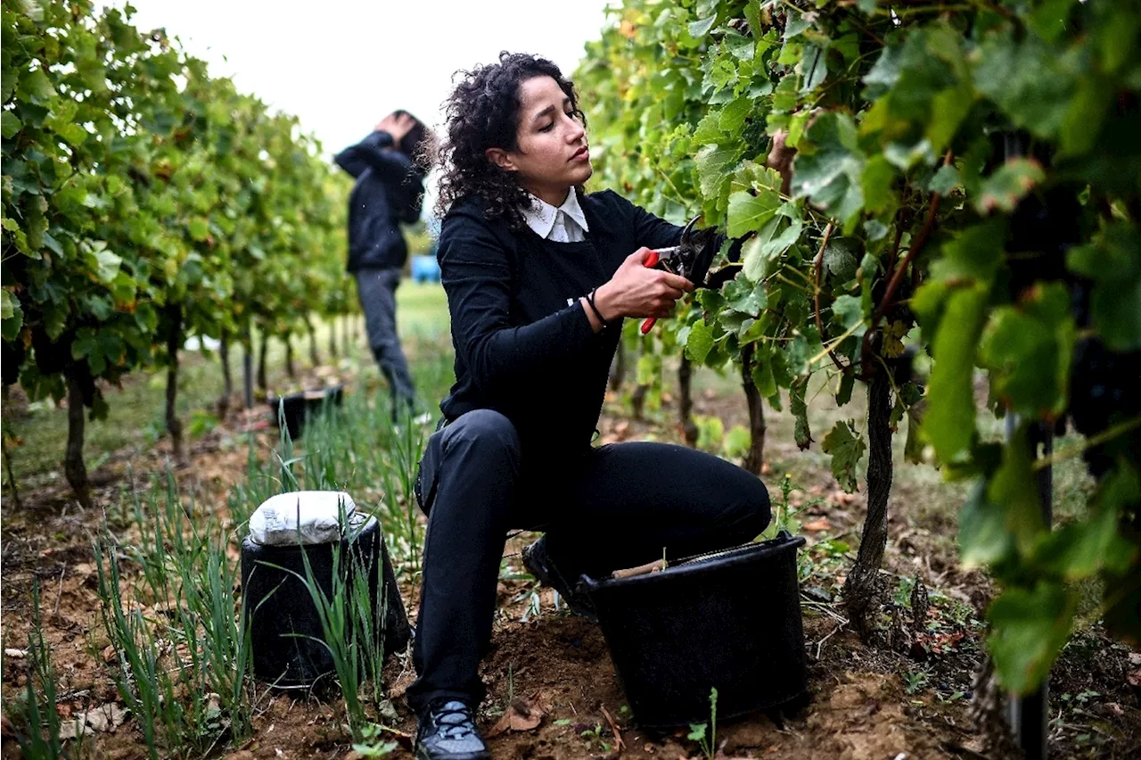 En Dordogne, le pied-de-nez au r\u00e9gime de jeunes vendangeuses iraniennes