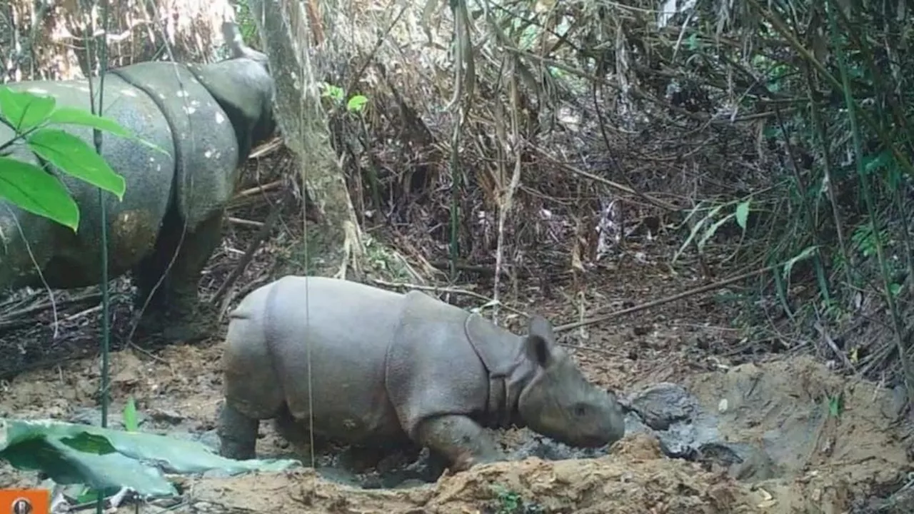 Anak Badak Jawa Baru Terekam Kamera Pengawas di Taman Nasional Ujung Kulon