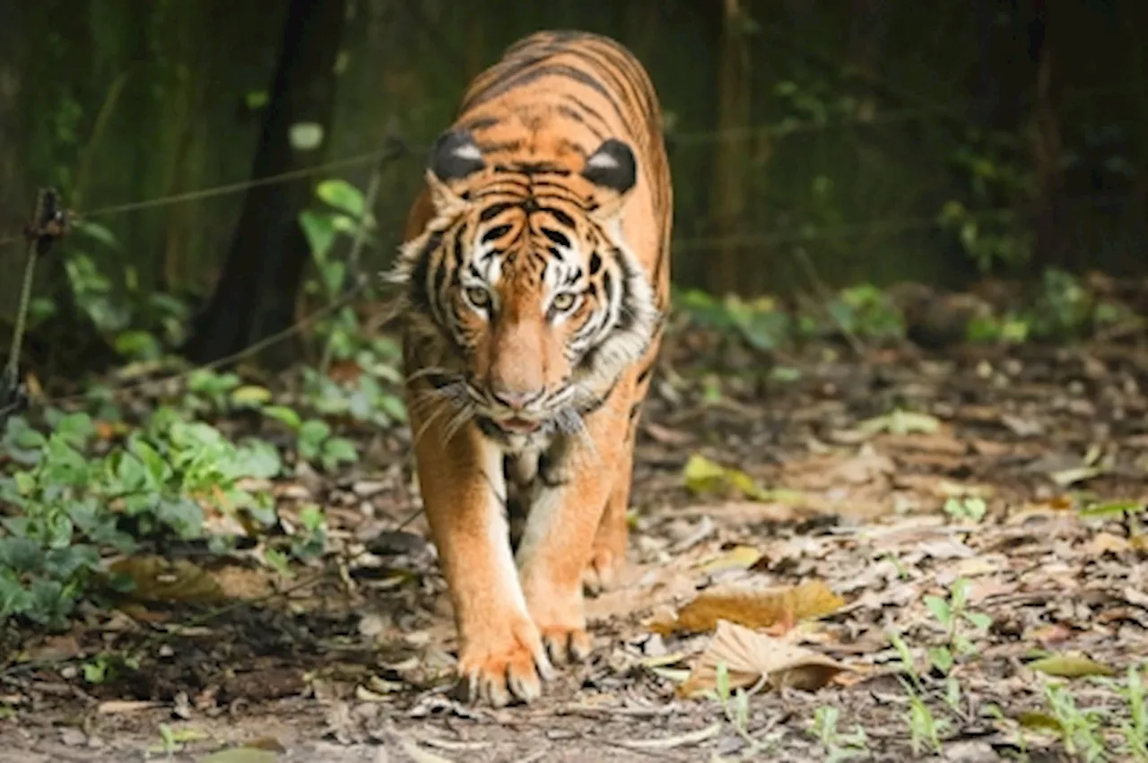 Gua Musang police: Orang Asli man mauled to death by tiger in Pos Pasik