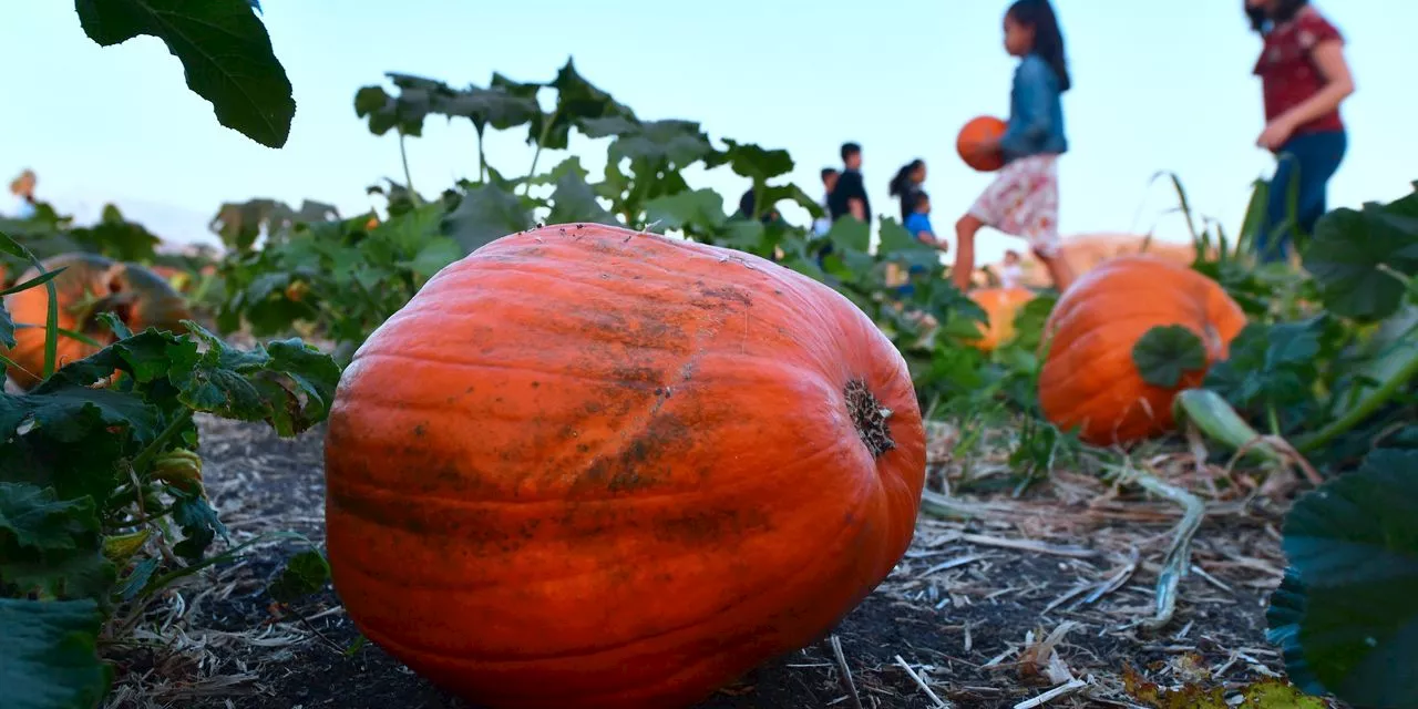 The stock market is open Monday for Columbus Day and Indigenous Peoples Day