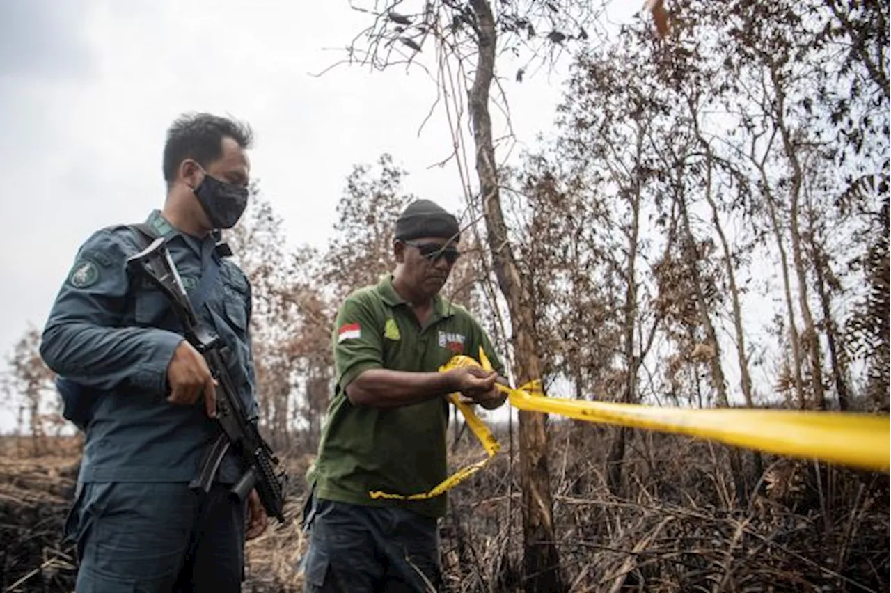 Setelah Sumsel, KLHK Segel Perusahaan di Kalimantan karena Karhutla