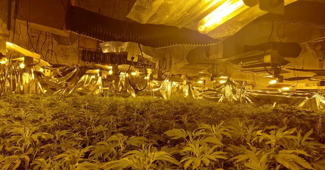 Cops uncover huge cannabis farm with 300 plants during dawn raids in Stockport