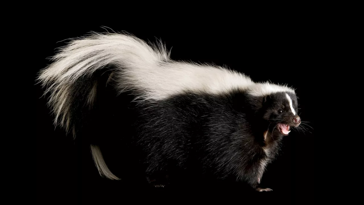 Skunks can lose their stripes—and now we might know why