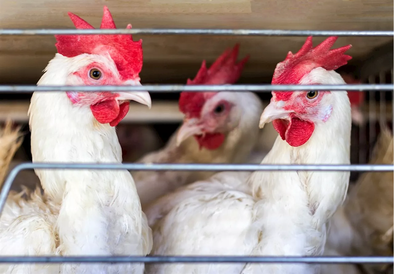 Prof Robert Bragg | Why the poultry industry is in crisis