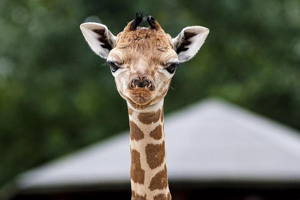 Stopp i tullen för giraffbajs