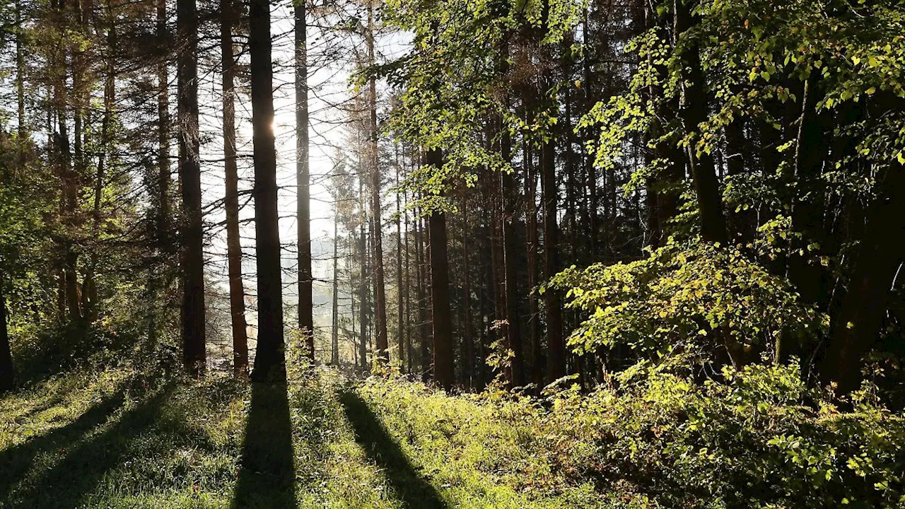 Thüringen: Laubholzernte in Wäldern läuft: Waldwege zeitweise gesperrt