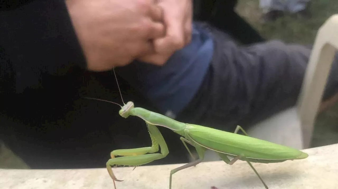 Disparition des insectes en Sud-Vendée : pourquoi s’y intéresser ?