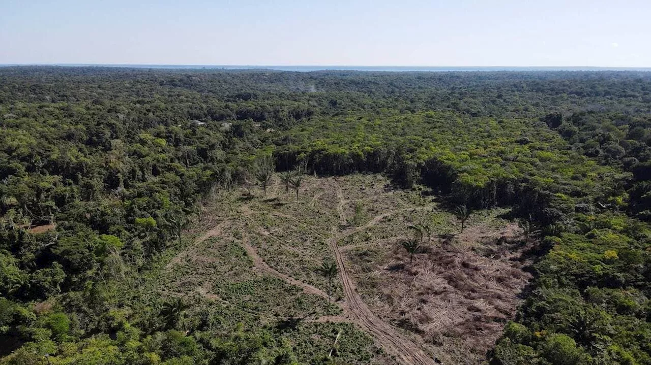 La déforestation en Amazonie brésilienne recule de 59 % en septembre