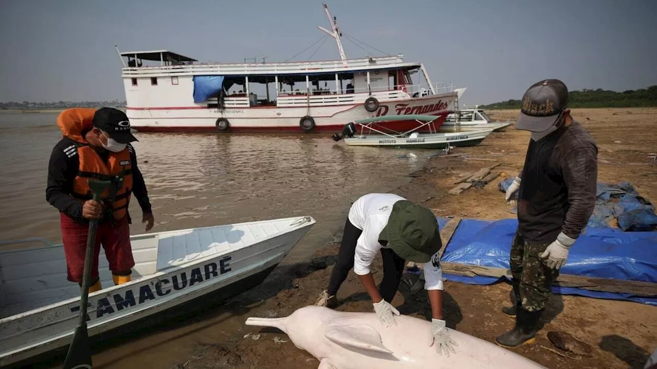 Une sécheresse extrême frappe l’Amazonie, plus d’une centaine de dauphins roses retrouvés morts