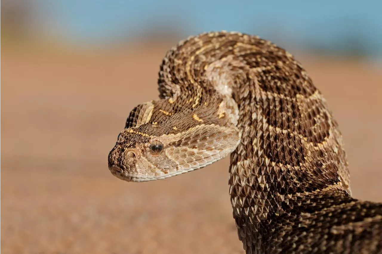 Fossil snake traces: Another world-first find on South Africa's Cape south coast