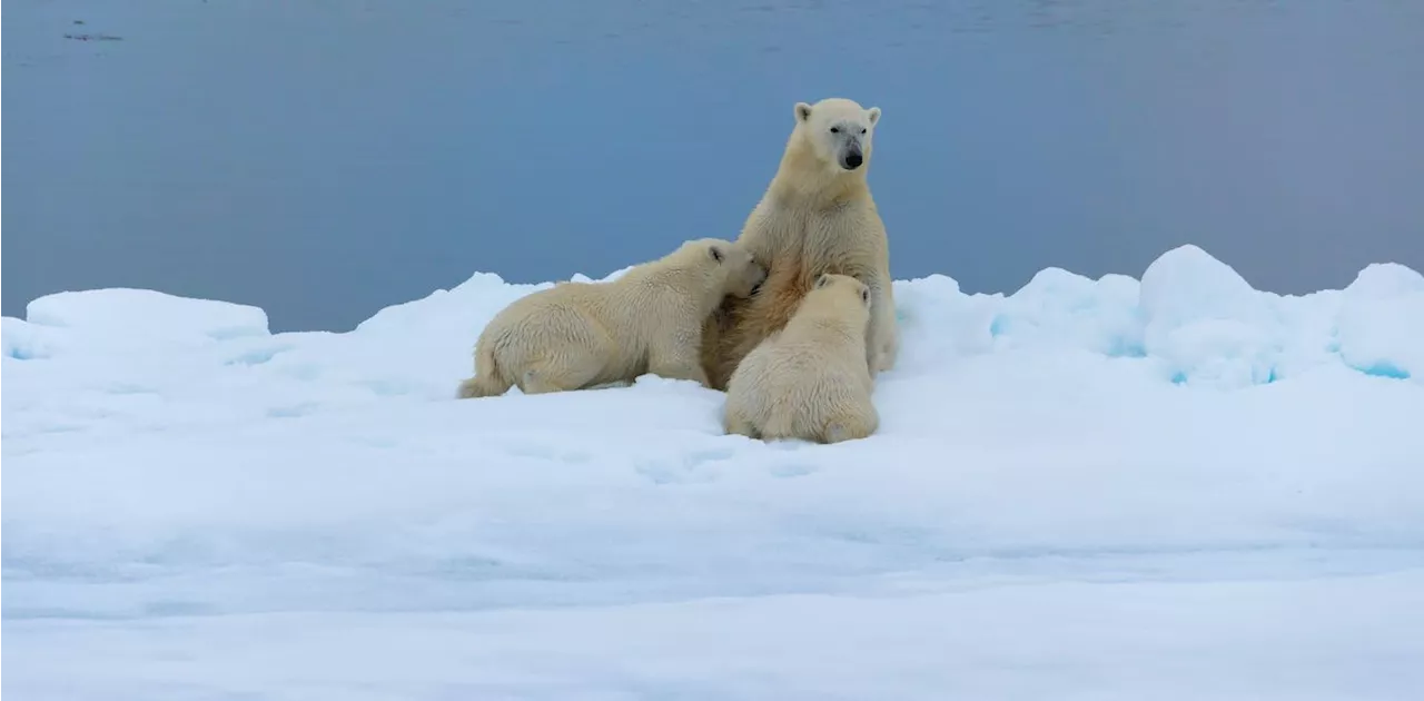 Polar bears may struggle to produce milk for their cubs as climate change melts sea ice