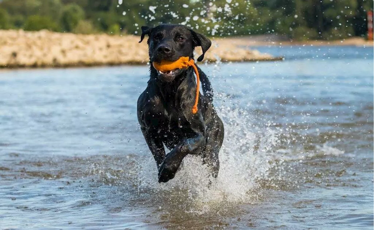 Hund aus H\u00fcnxe in Horrorfilm: Rettungshund Vito in Letzte Fahrt der Demeter