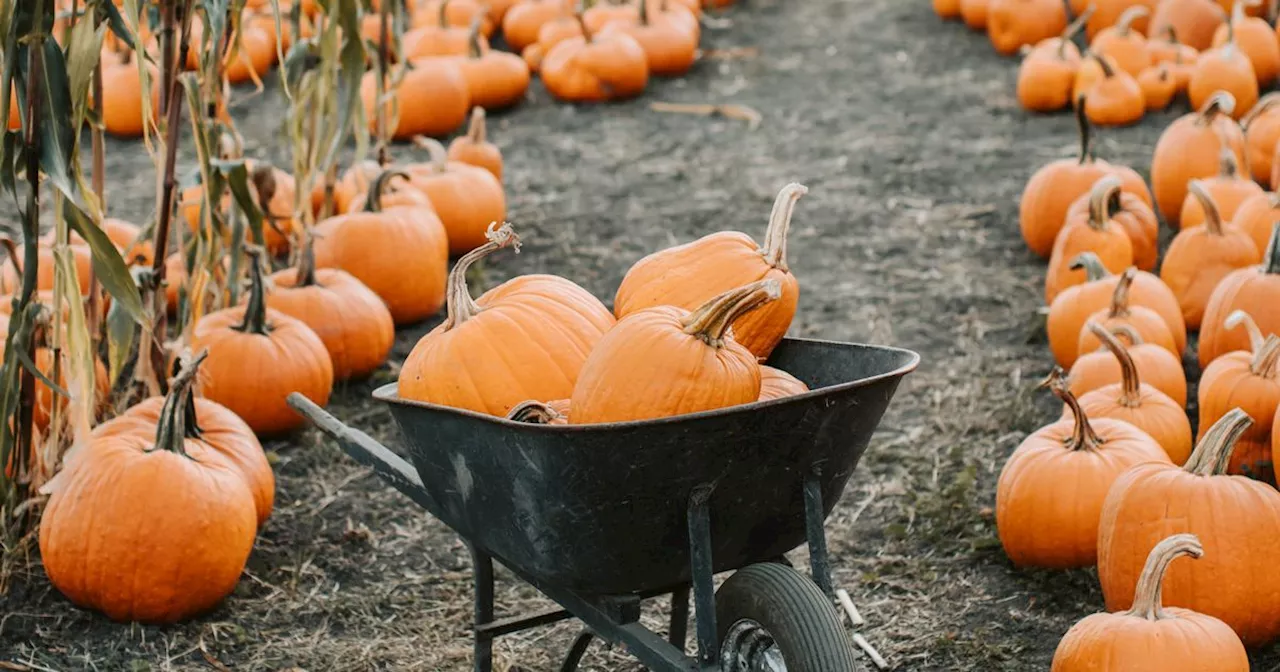 Pumpkin picking patches around Ireland that still have tickets available