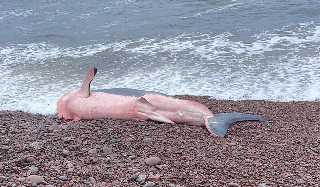 Great white shark washed ashore at Cape Breton beach