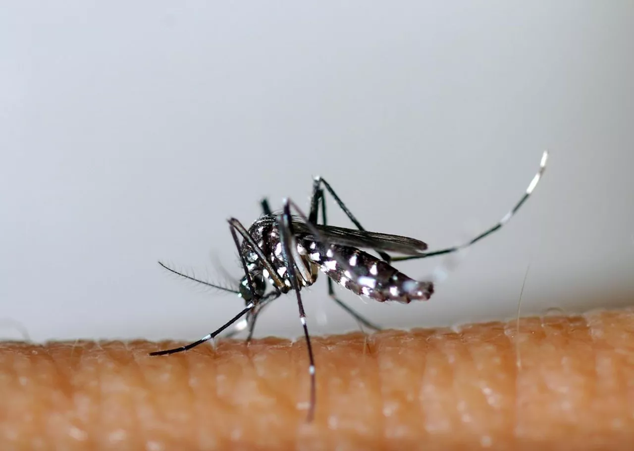 Dengue en Martinique : trois décès en quinze jours, dont un enfant de 9 ans