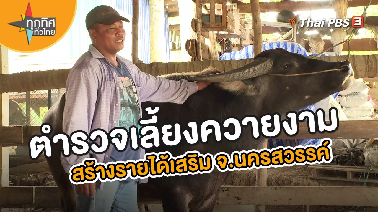 ทุกทิศทั่วไทย - อาชีพทั่วไทย : ตำรวจเลี้ยงควายงามสร้างรายได้เสริม จ.นครสวรรค์ | Thai PBS รายการไทยพีบีเอส