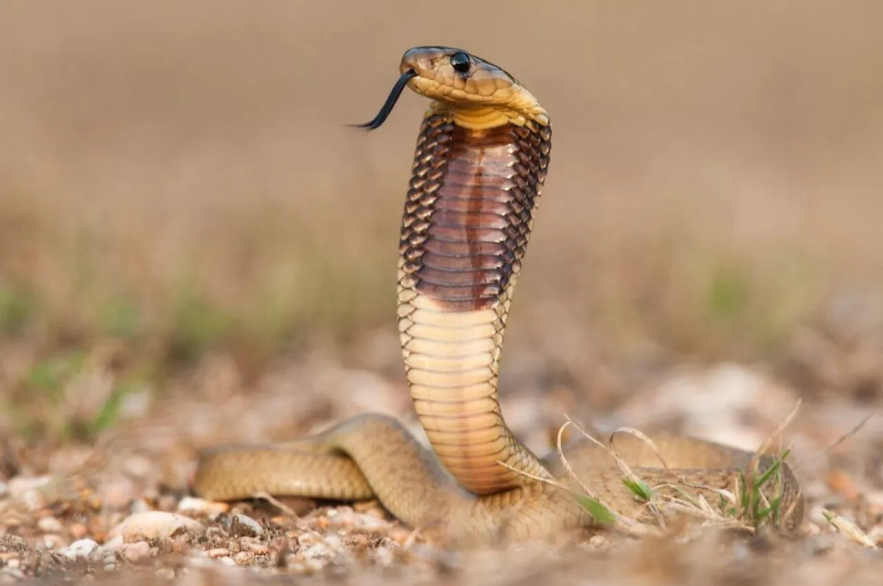 EISH WENA: Snake found hiding inside shoe, lady rescues with bare hand [Video]