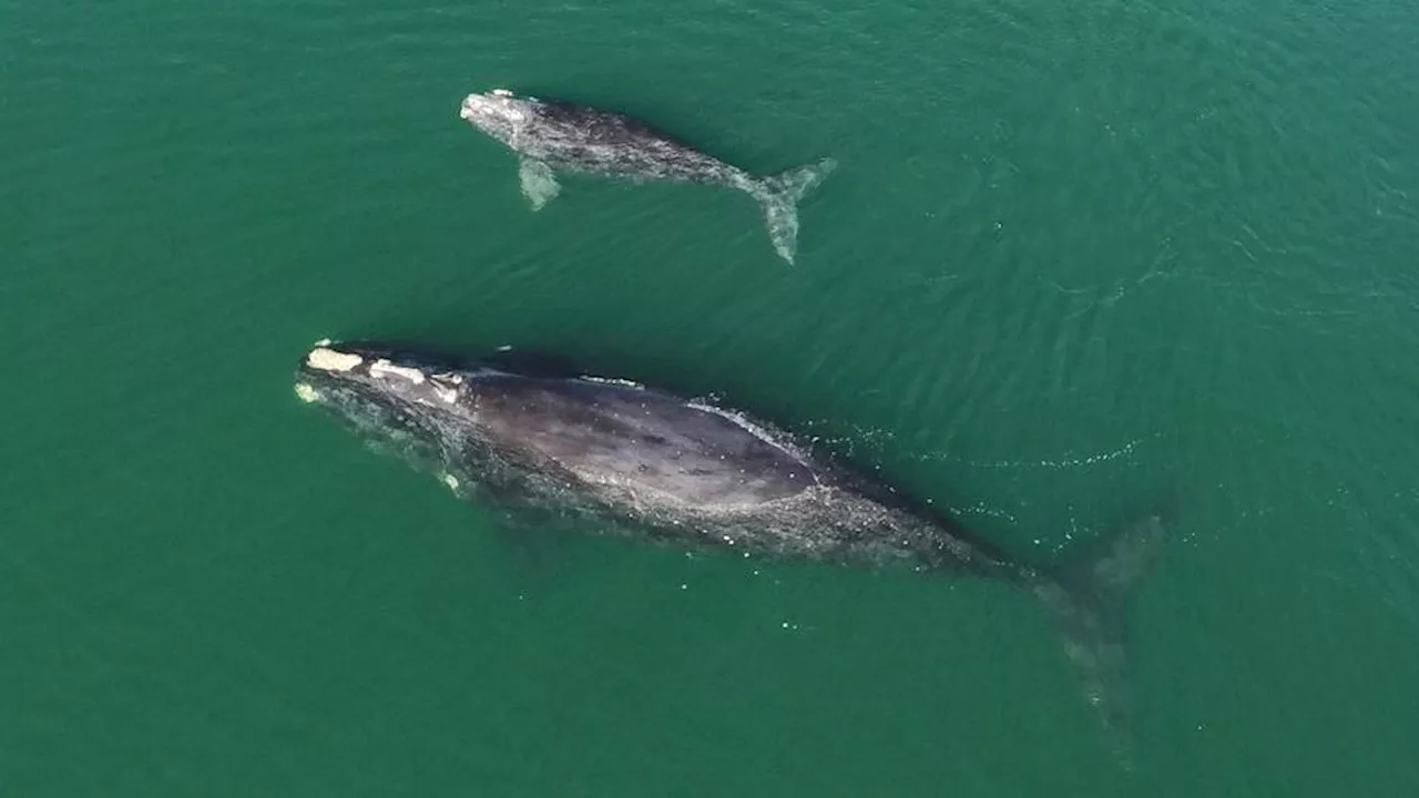 Whales, dolphins face perilous future due to climate crisis — study