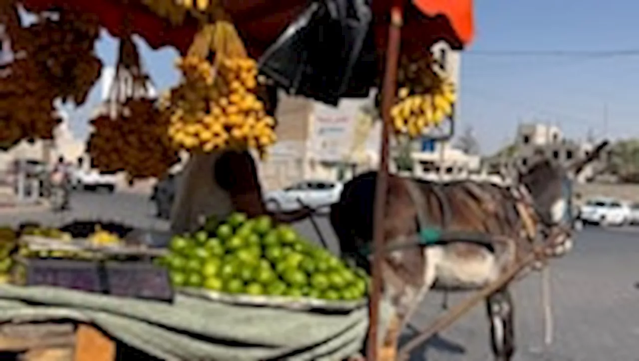 Israel’s embargo made donkeys critical to Gaza. Now it may take them away.