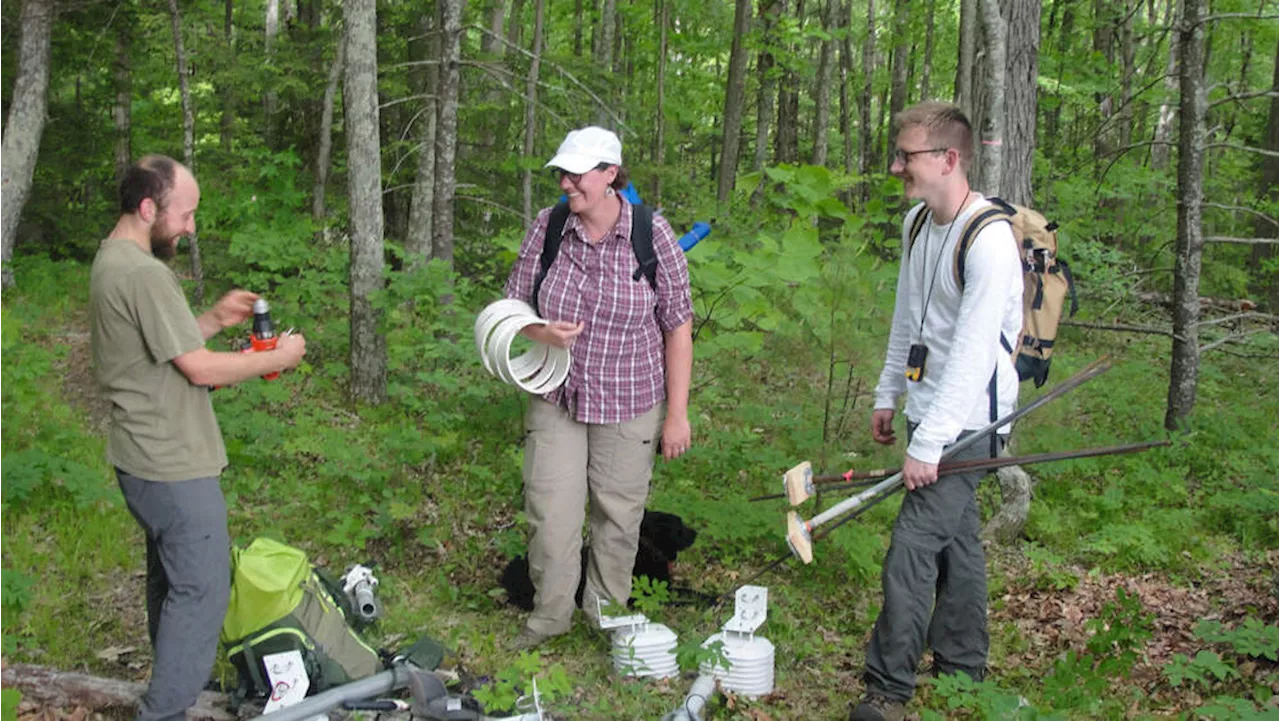 BU professor who studies urban trees and carbon dioxide wins 'genius grant' | WBUR News