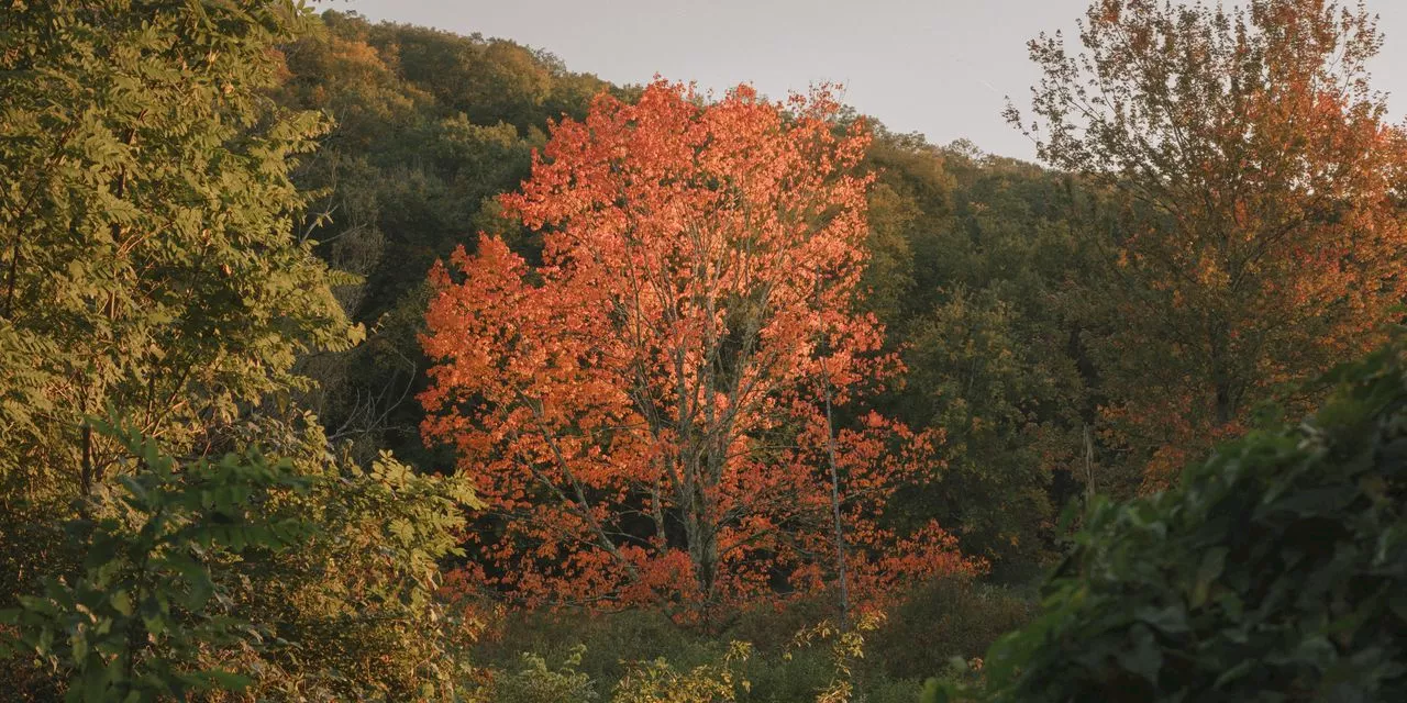 Fall Foliage: Why Leaf-Peeping Season Is Getting Narrower