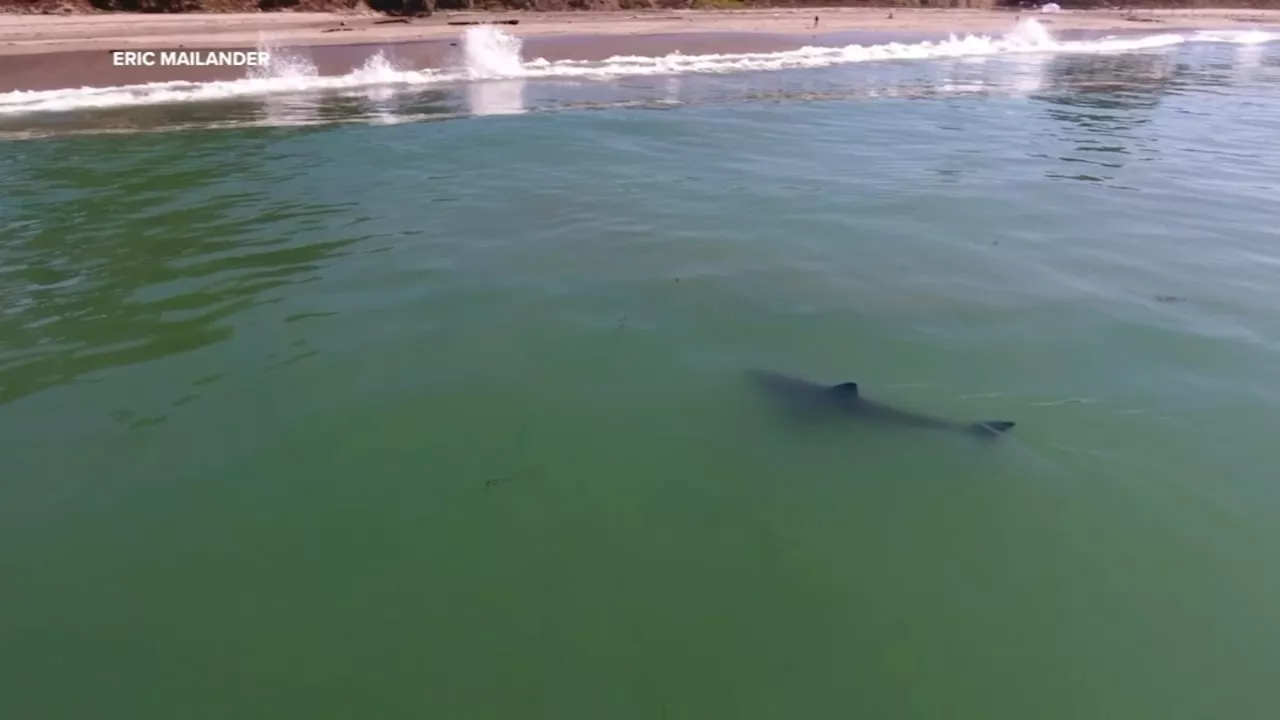 Great white shark swims dangerously close to shore in Northern California: VIDEO