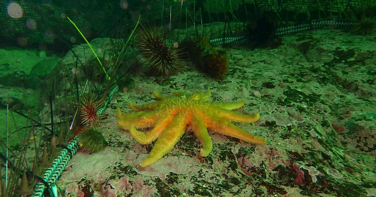 Can sunflower sea stars keep sea urchins from overfeeding on declining kelp forests?