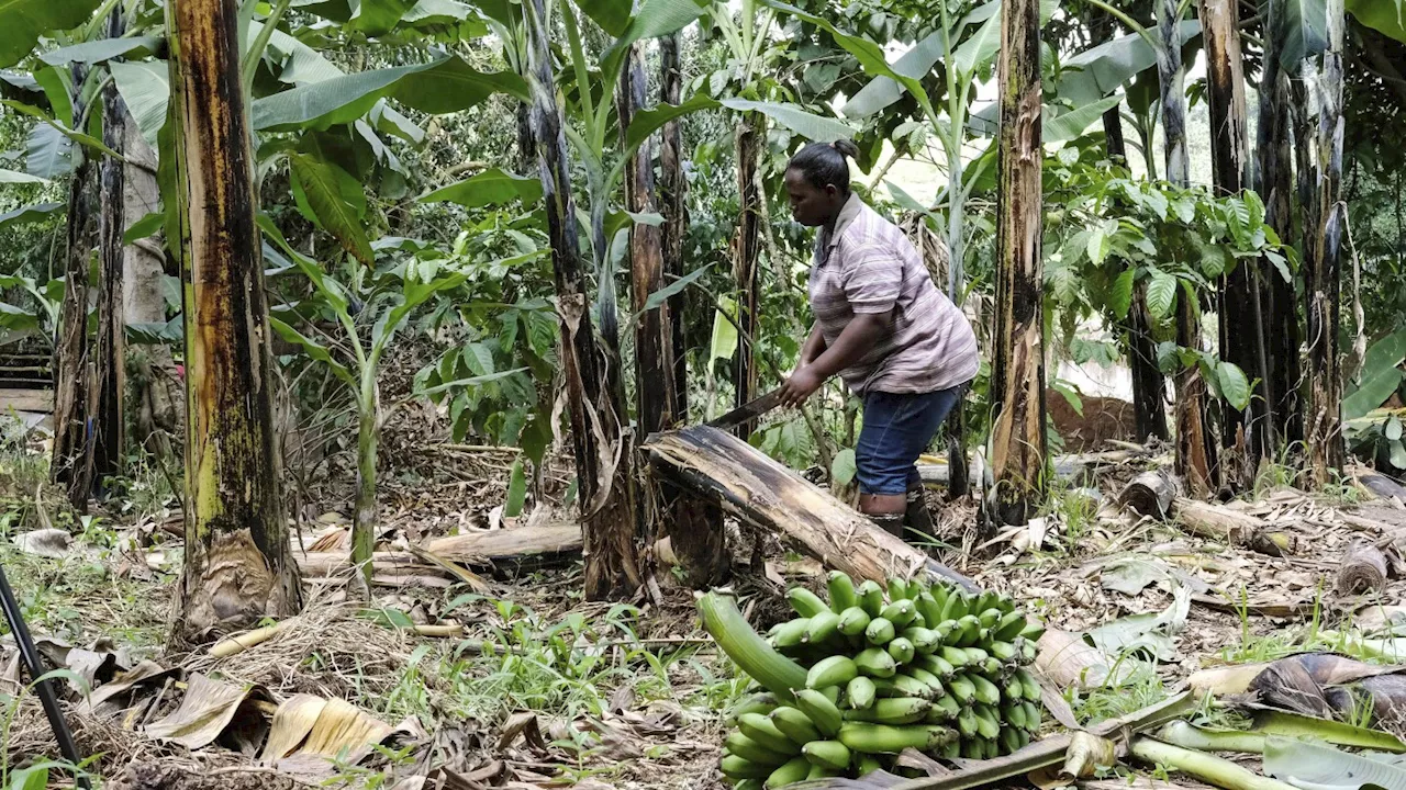 A Ugandan business turns banana fiber into sustainable handicrafts