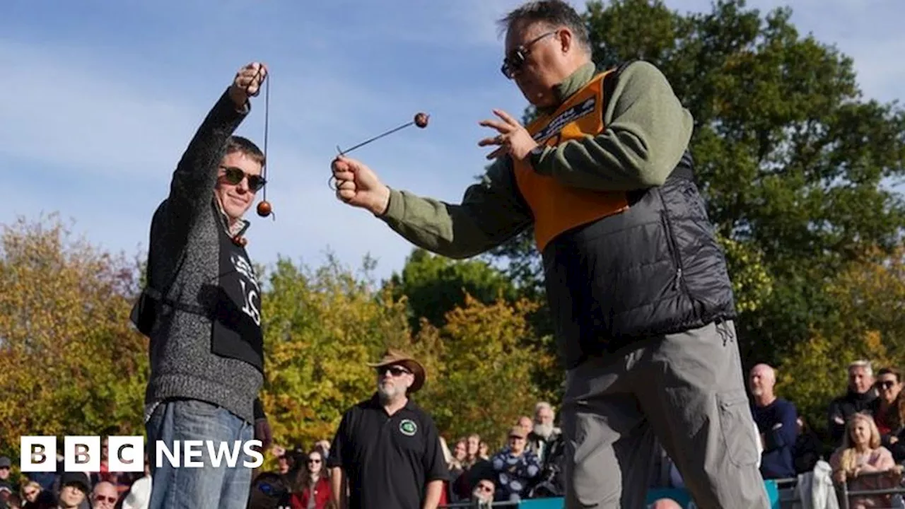 World Conker Championships: What makes for an all-conquering horse chestnut?