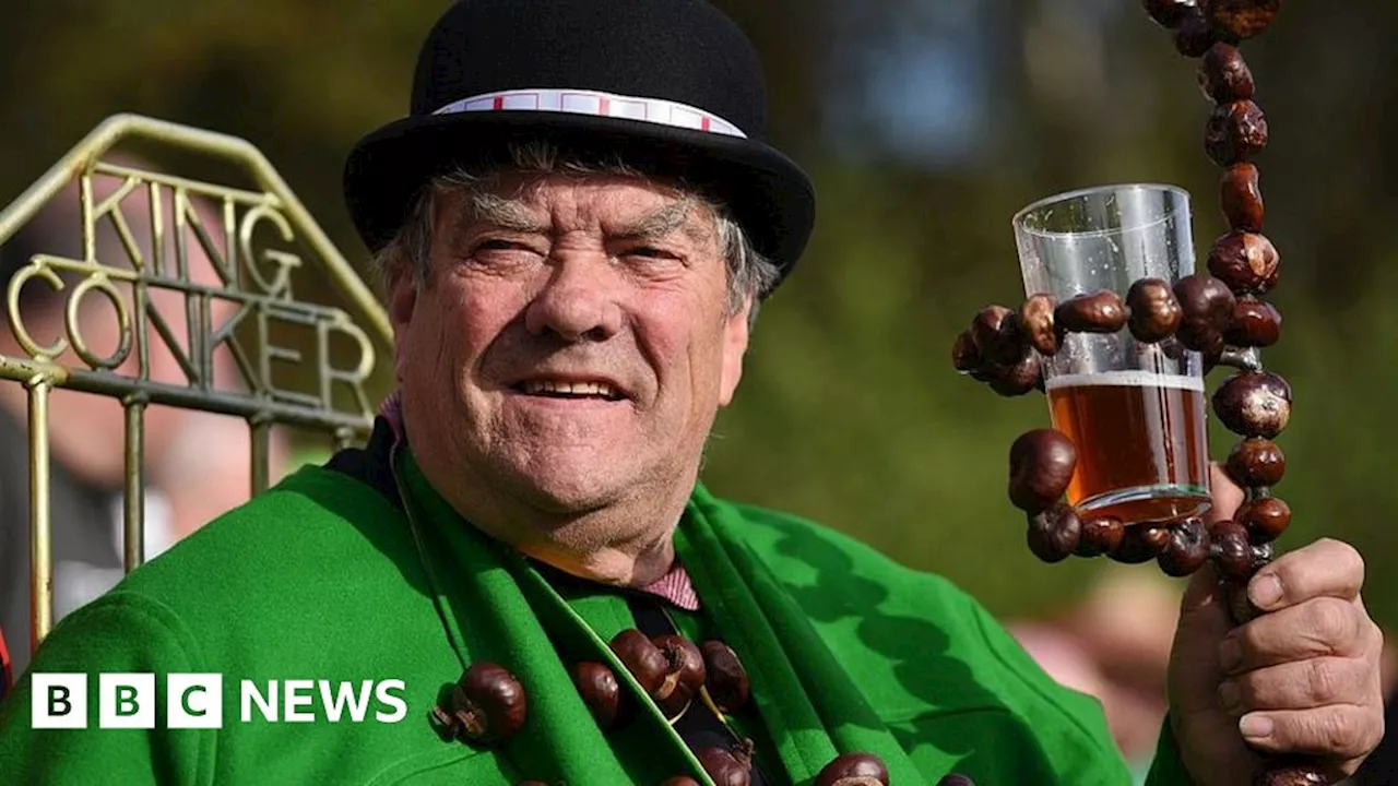 World Conker Championships: What makes for an all-conquering horse chestnut?