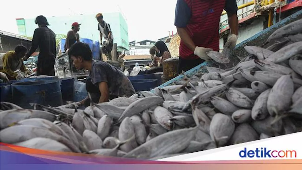 Mengapa Ikan Berbau Amis? Yuk Cari Tahu!