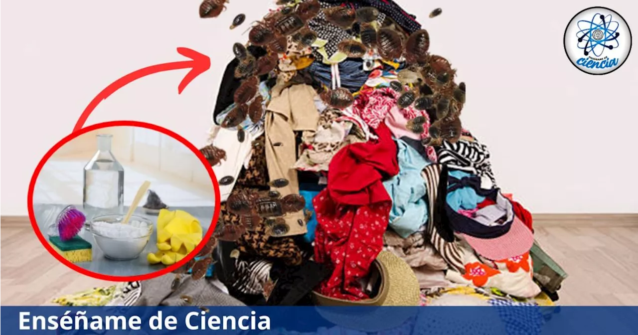 Lavado anti-chinches: descubre esta poderosa mezcla de 3 ingredientes caseros para ropa infestada