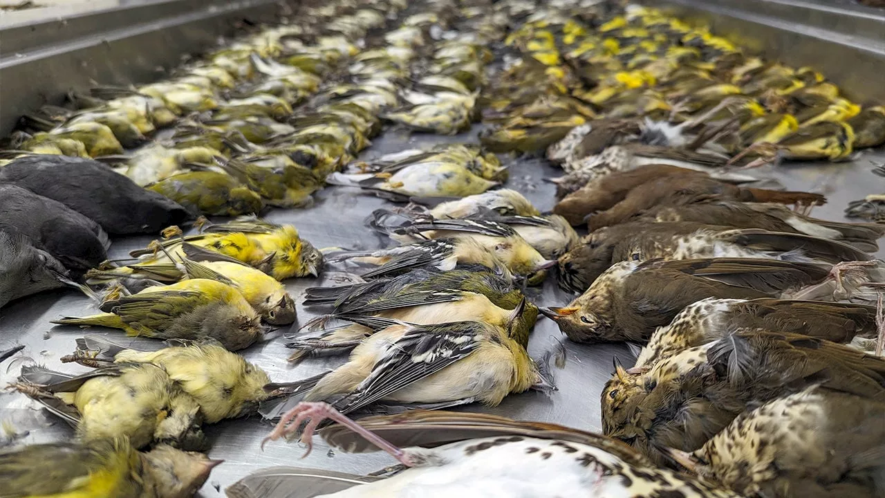 Nearly 1,000 migrating birds die crashing into windows at Chicago exhibition hall: ‘Carpet of dead birds’