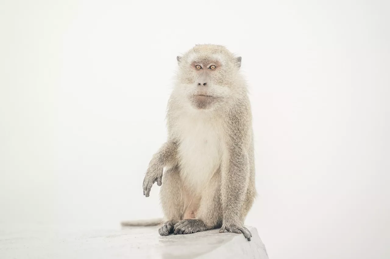 Autopsy Found That Neuralink Implant 'Ruptured' Monkey's Brain