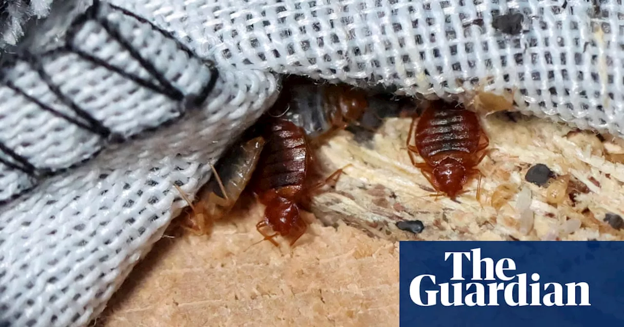 ‘Bedbugs don’t discriminate’: Paris ‘scourge’ sparks fears of international infestation