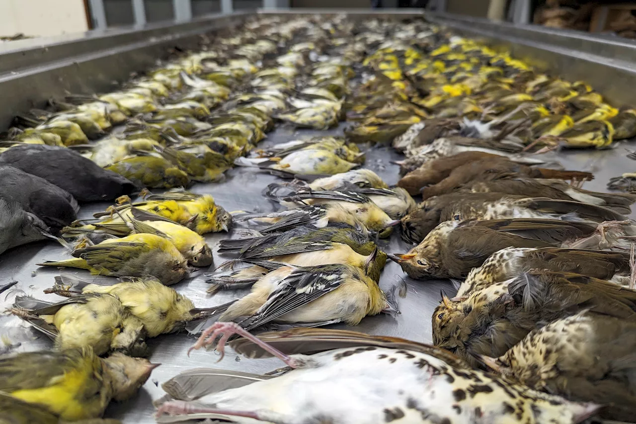 Nearly 1,000 Migrating Birds Dead After Crashing Into 1 Chicago Building