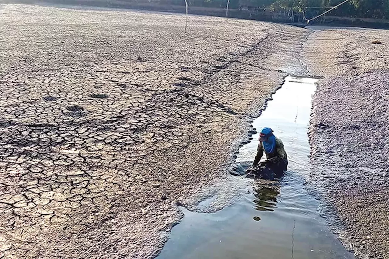 Kemarau Panjang, Kekeringan di Gresik Bikin Panen Ikan Tak Bisa 3 Kali - Jawa Pos