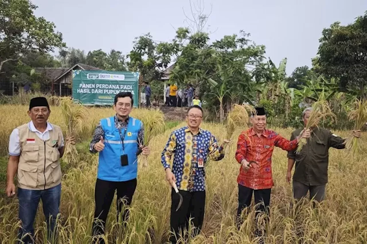 Pupuk Organik Berbahan Dasar FABA Diklaim Tingkatkan Produktivitas Padi di Pandeglang Banten - Jawa Pos