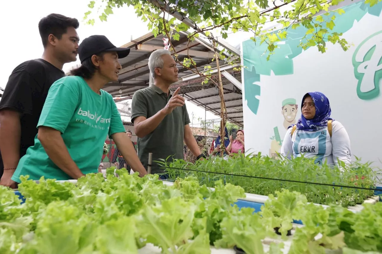 Ganjar Diajak Petani di Kembangan Jakarta Panen Anggur dan Tanam Cabai